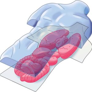 Anatomia scheletro e organi - CLEMENTONI - immagine 2