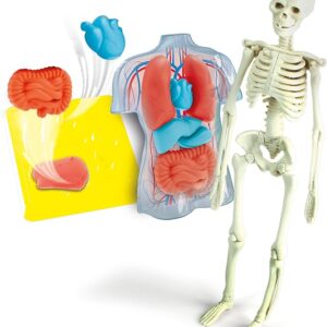 Anatomia scheletro e organi - CLEMENTONI - immagine 3